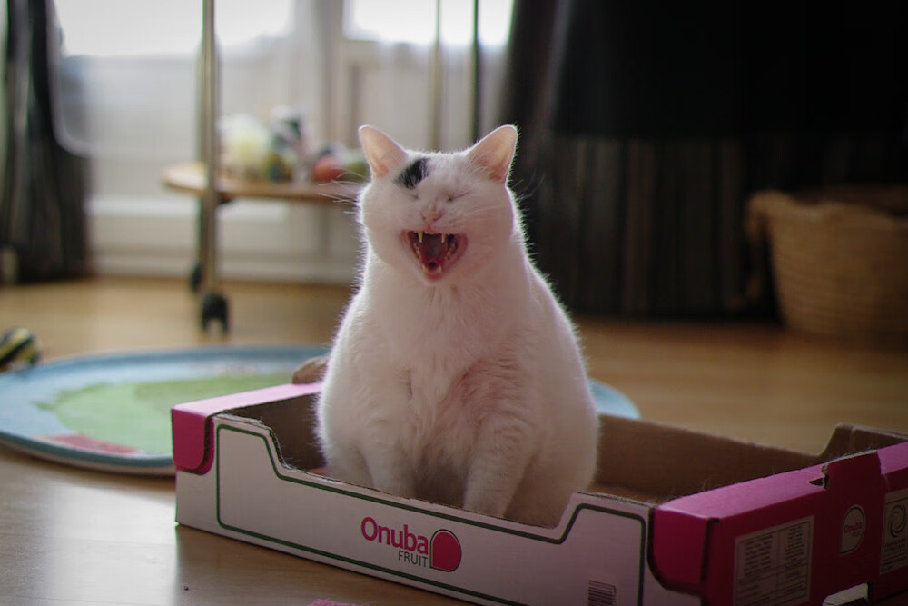 职业拳击新人王争霸赛上演精彩对决，拳击拳王争霸赛