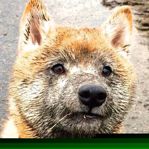 开云真人-中国香港队在国际乒联混合团体世界杯中的技术亮点与进步，香港乒乓球队百度百科