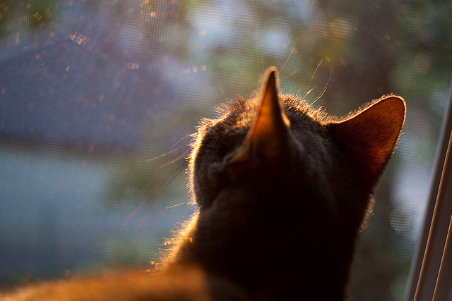 国家队集训周期不利球员恢复，国家队集训有工资吗