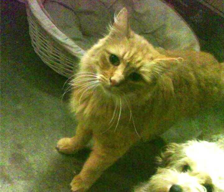 开云在线直播-新判罚规则是否影响比赛公平性，判罚依据